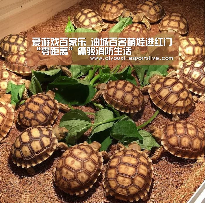 爱游戏电子